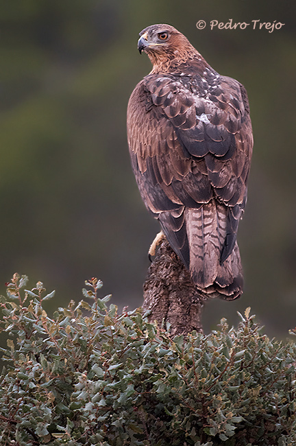 Aguila perdicera (Aquila fasciata)